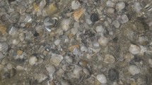 tide over shells on a shore 