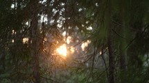 sunlight through trees in a forest at sunset 