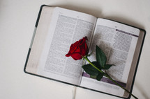 red long stem rose on the pages of a Bible 