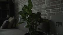 house plant 