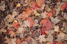 brown leaves on a forest floor 