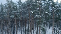 Aerial view above snow covered tree forest. Winter Forest Nature Snow Covered Winter Trees. 