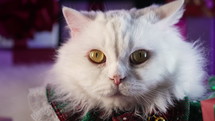 Adorable cat in Christmas decoration - gift boxes. New year, pets, animals meme concept. Feline friend, fluffy puss adding a delightful touch to holiday-themed projects. High quality 4k footage