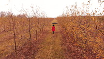 Woman in red coat and with umbrella walking alone between trees in apple garden at autumn season