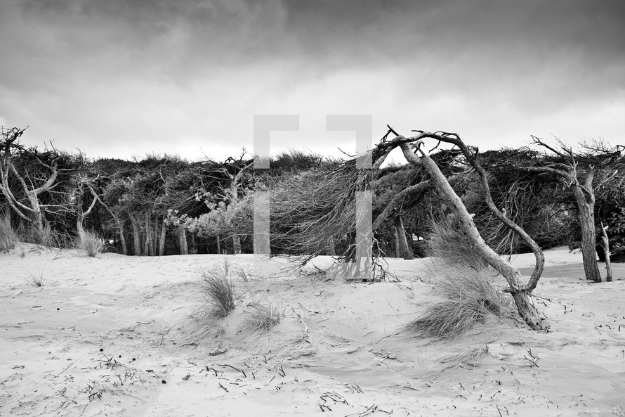 trees on a sand dune