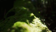 moss on a fallen tree in a forest 
