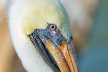 Pelican head closeup 