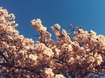 pink blossoms in a blue sky 