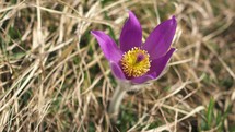 Violet flower of Pulsatilla blooming and moving in breeze wind in spring meadow
