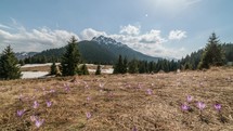 Clouds over spring mountains meadow with crocus. Time-lapse 