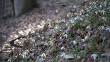 Snowdrops in windy forest Slow motion
