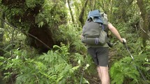 Tourist is hiking trail in primeval forest in New Zealand
