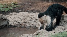 Capuchin Monkey Near Pond Water.
