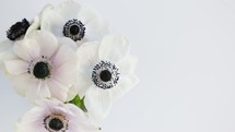 white flowers with black centers on a white background 