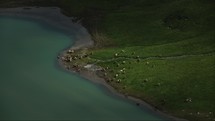 Herd of cows eating grass by a turquoise lake in Switzerland, view from above