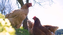 Low angle view of Chicken on green meadow pasture in free range organic farm in sunny spring

