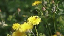 Bumblebee pollinating yellow dandelion flower on green spring flowering meadow Slow motion
