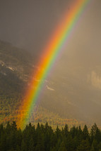 Vibrant rainbow in the forests of the Rocky Mountains