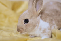 a pet rabbit 