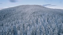 Frozen winter forest in blue morning nature Aerial view of wild wood in Nordic mountains landscape
