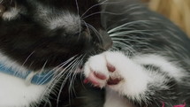 kitten licking its paw