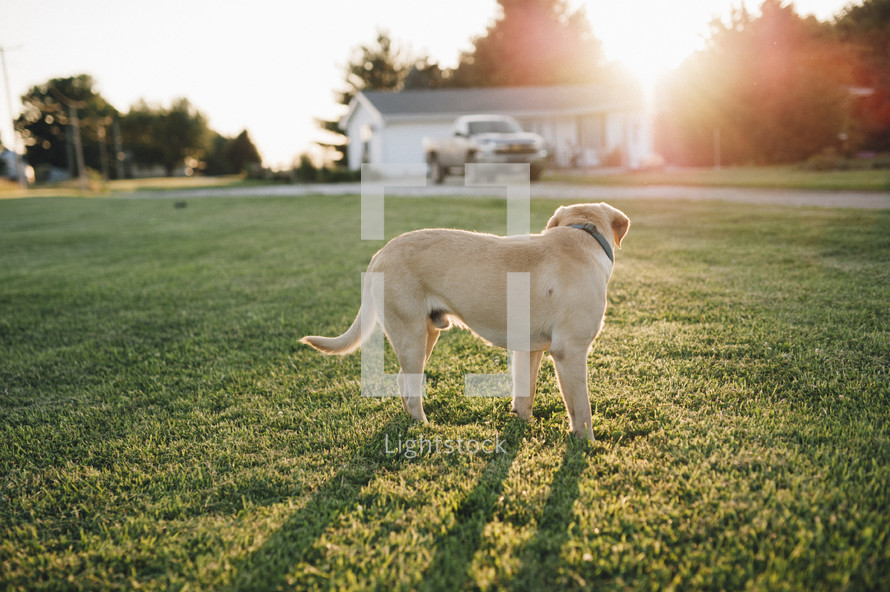 labrador retriever dog in a backyard