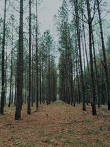tall pine trees in a forest