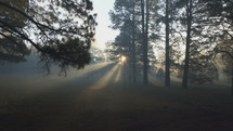 Tracking shot of beaming sun rays in a misty forest