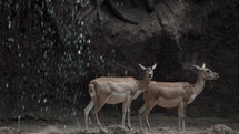 CLose up shot of deer couple resting outdoors ion cave beside waterfall,slow motion	