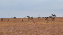 Giraffe Calf Playfully Galloping in the Savanna