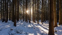 Golden Sunset in winter forest nature Timelapse
