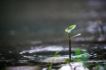 sprouting from a puddle 
