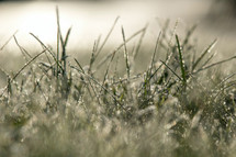 Grass covered in frost during the early morning. 