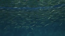 Swirling School of Fish in Deep Water Background Slow Motion