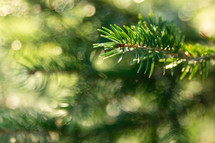 green evergreen branches 