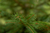 green evergreen branches 