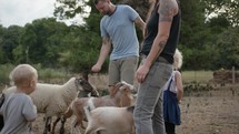 feeding goats 