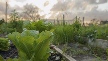 Organic vegetables in a small rural garden during sunset