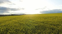 aerial view over a canola field 