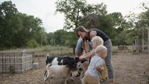 feeding goats on a farm 