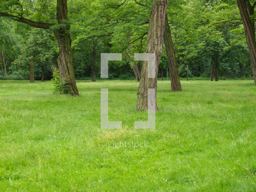 Meadow and trees in a park