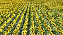 Drone footage of a field of sunflowers.