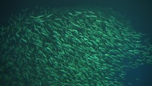 Swirling School of Fish in Deep Water Background Slow Motion