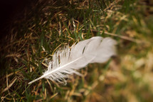 a feather in the grass