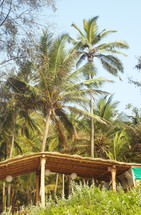covered area under palm trees 