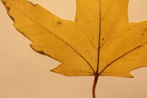 yellow leaf 