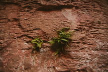 fern growing in the cracks of a cliff 
