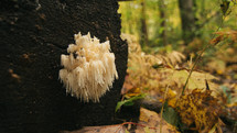 fungus on a tree stump 