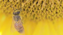 Bee on the yellow sunflower