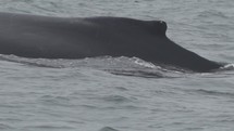 The Humpback Whale (Megaptera novaeangliae), a species of baleen whale seen on Monterey Bay Pacific Coast of California during Thick Foggy Day